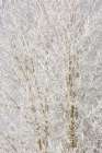 Wyoming, Grand Teton NP, Jackson. Frost-covered aspen tree branches reveal a lacy look in nature Art Print